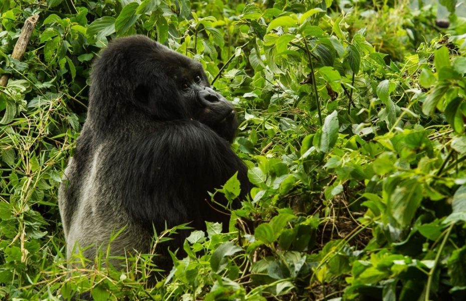 Gorilla uganda sanctuary